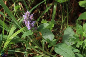 agastache foeniculum (2)